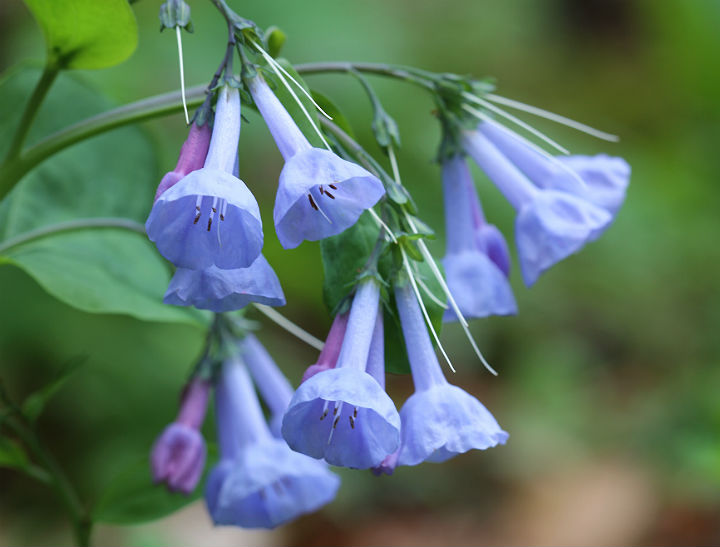 Virginia Bluebell